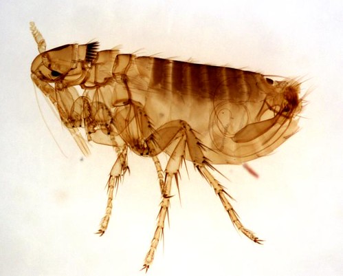 flea illustration pic