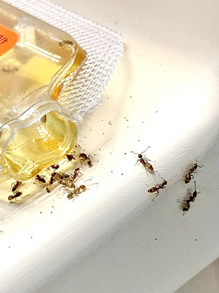 ants on bathroom sink