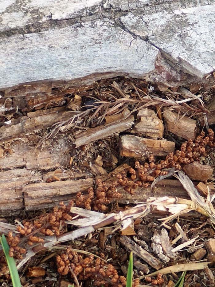 termites swarming on the backyard deck