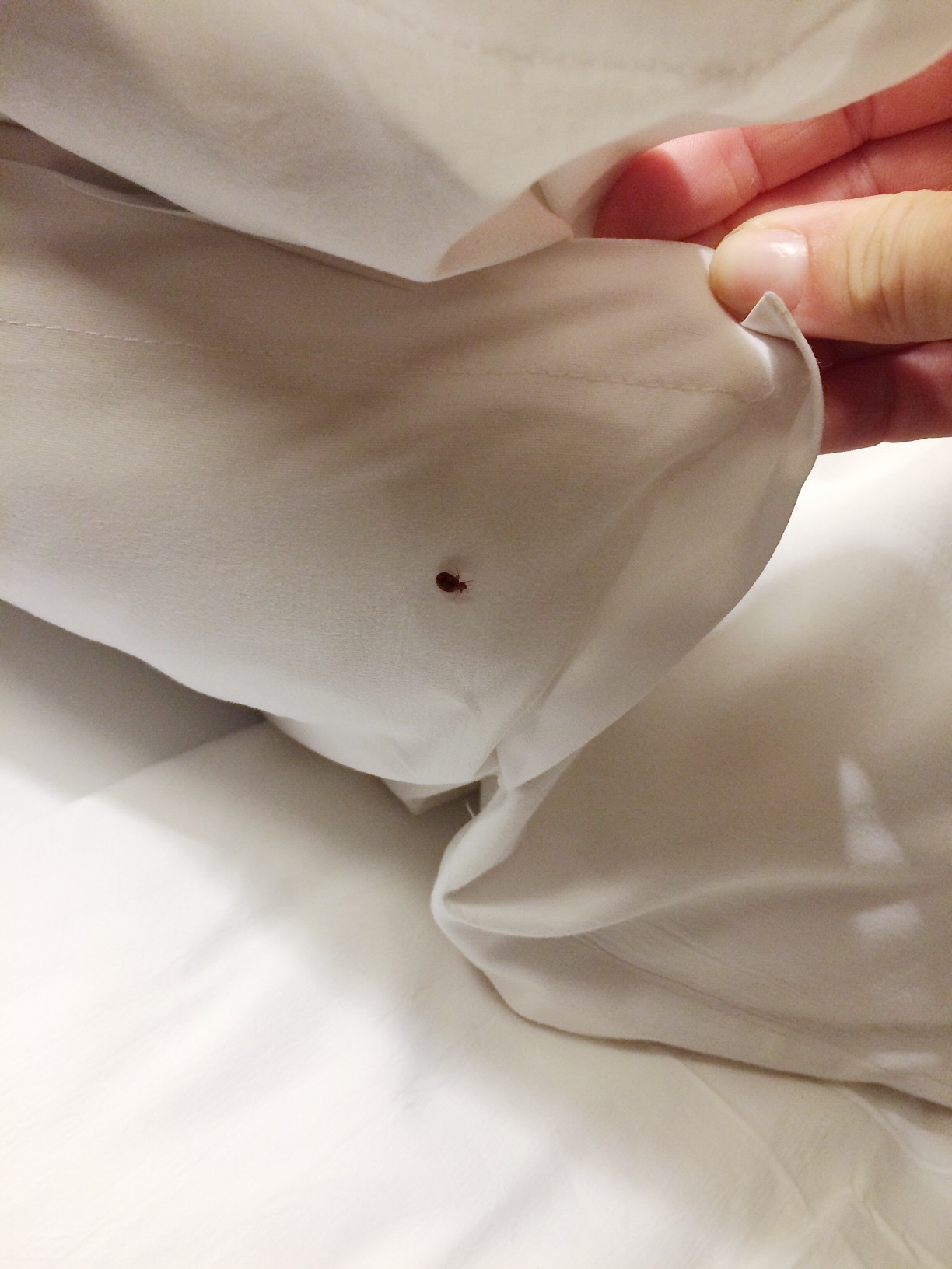 a bed bug found under the blanket